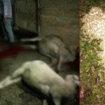 meraya-atilan-gubre-yuzunden-8-koyunu-telef-olan-13767891_6110_o