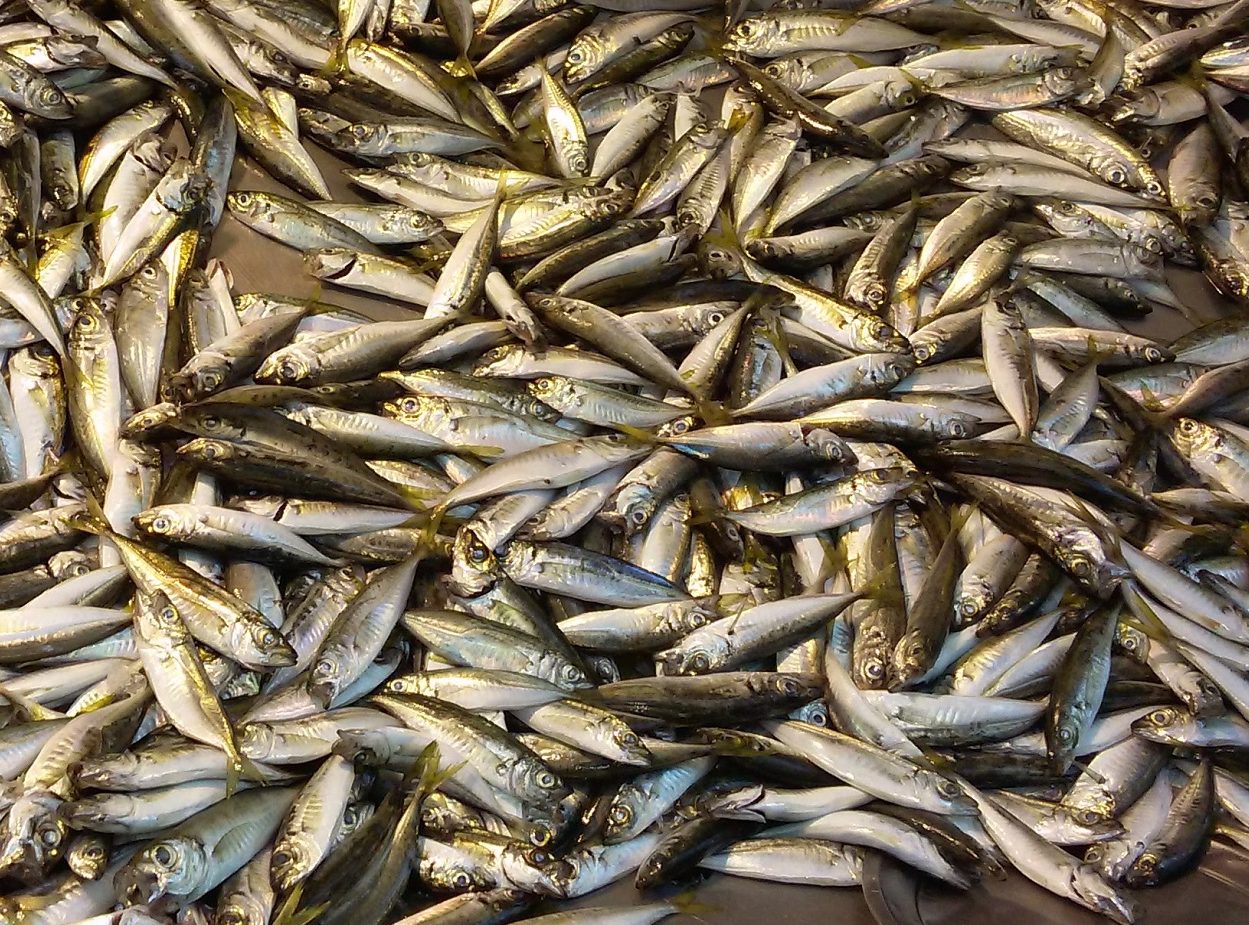 Tekirdağ’da istavritin kilogramı 120-140 liradan satılıyor