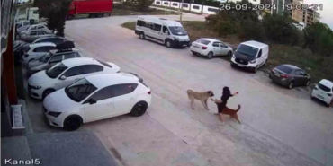 Ekran görüntüsü 2024-09-30 153247