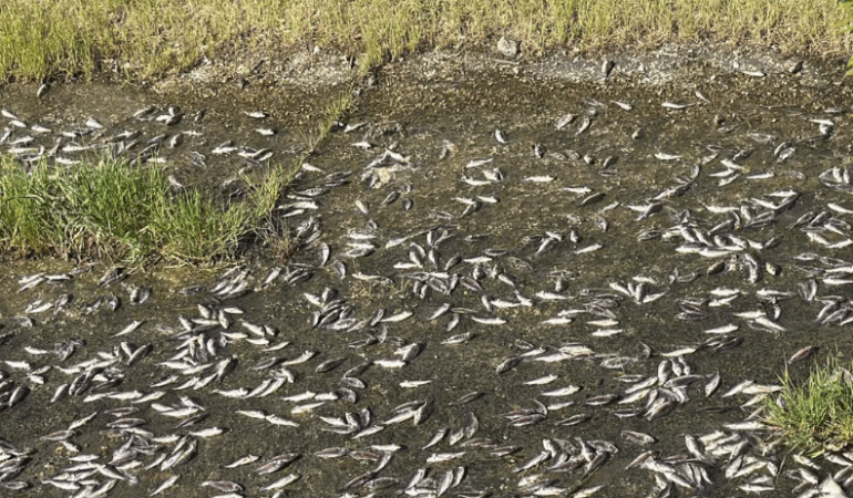 Tekirdağ’da toplu balık ölümleri. İnceleme başlatıldı